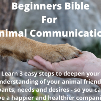 Beginners Bible For Animal Communication